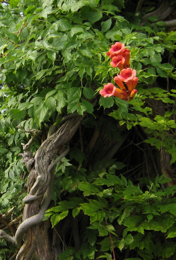 Изображение особи Campsis radicans.