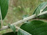 Salix nipponica. Часть побега этого года. Хабаровский край, окр. г. Комсомольск-на-Амуре, зарастающая просека. 07.08.2025.