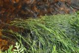 genus Poa. Цветущие побеги, подтопленные высокой водой. Псковская обл., Псковский р-н, окр. погоста Выбуты, берег р. Великая, на известняке на урезе воды. 02.08.2025.
