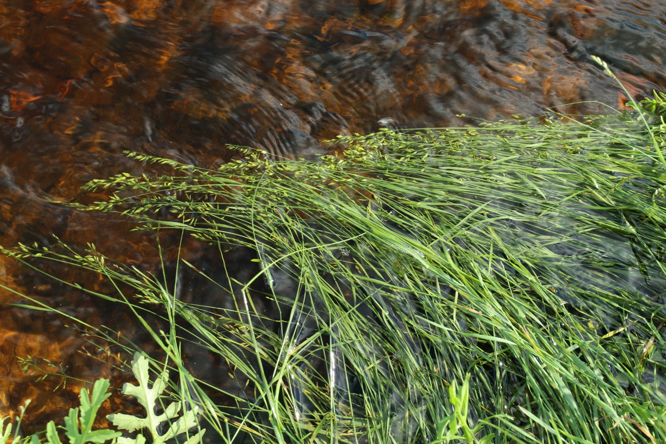Image of genus Poa specimen.