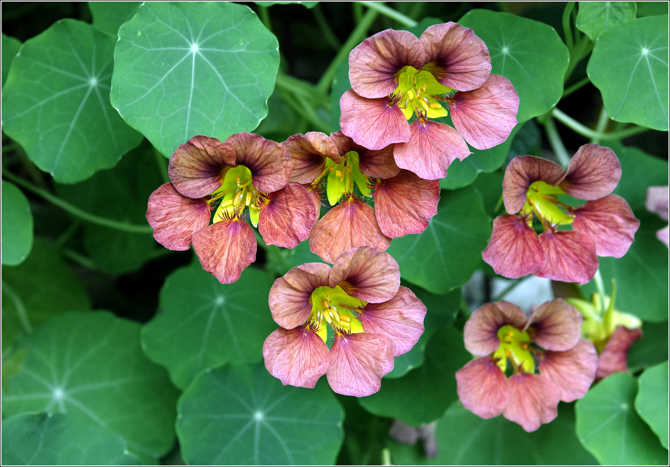 Image of Tropaeolum majus specimen.