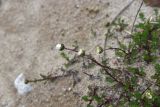 Tripleurospermum caucasicum. Верхушка расцветающего растения. Кабардино-Балкария, Эльбрусский р-н, западная часть котловины оз. Донгуз-Орун, осушенный участок озера. 18 июня 2025 г.