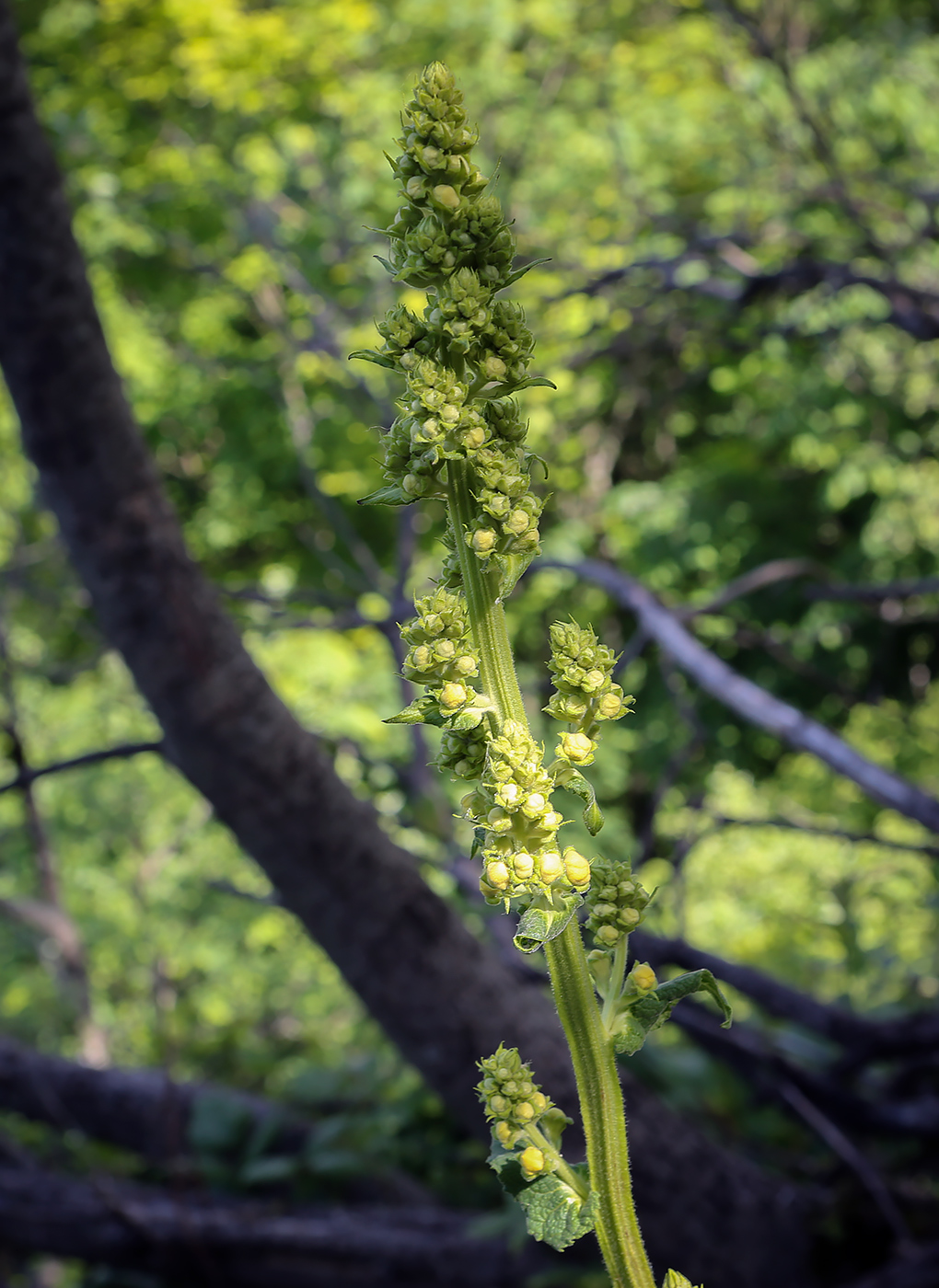 Image of Verbascum sinuatum specimen.