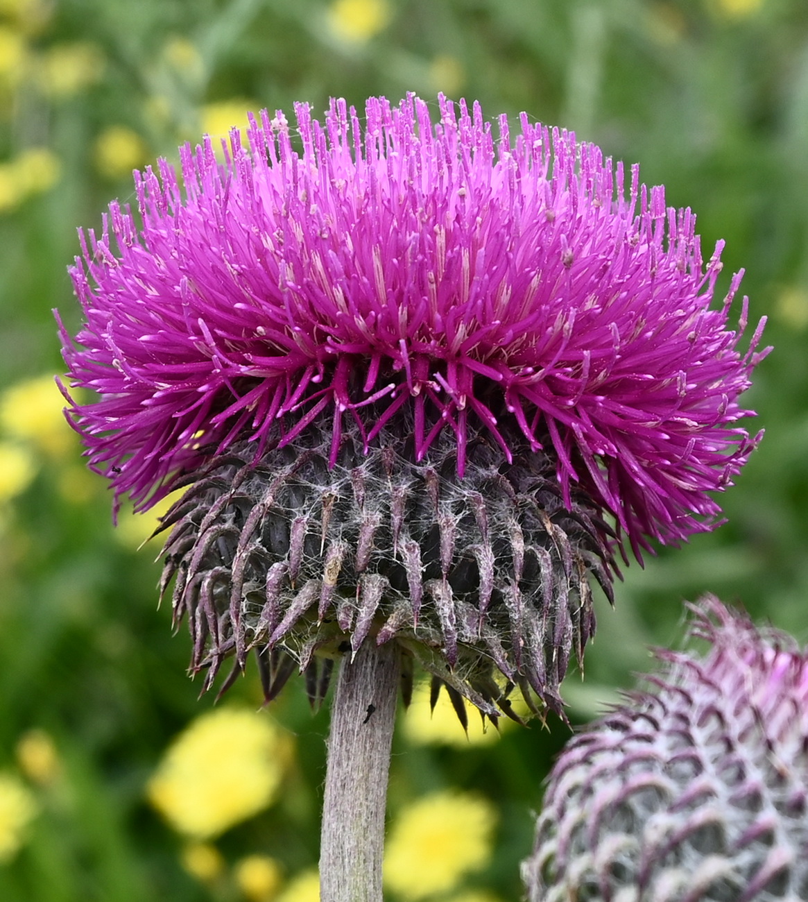 Image of Carduus uncinatus specimen.