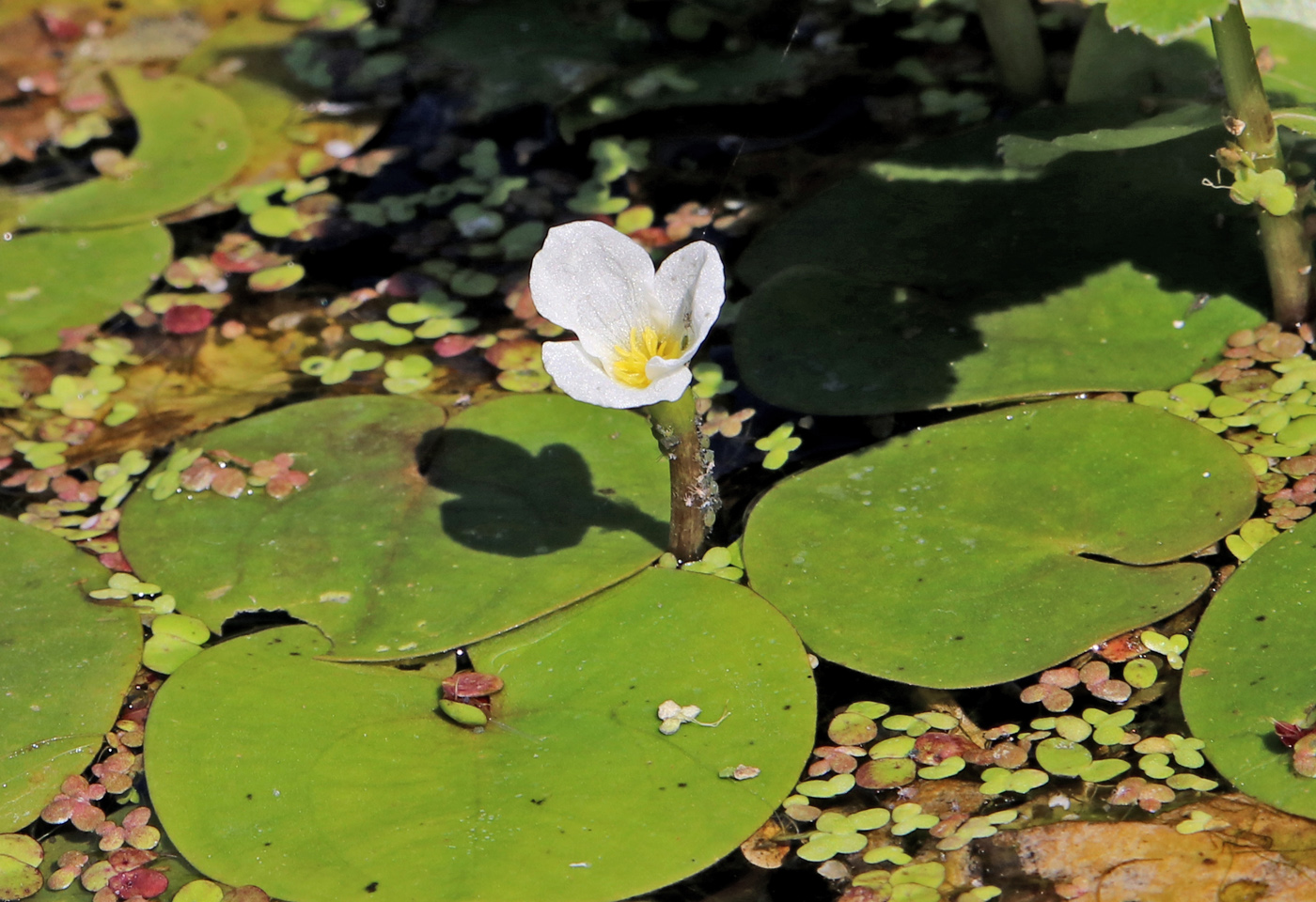 Image of Hydrocharis morsus-ranae specimen.