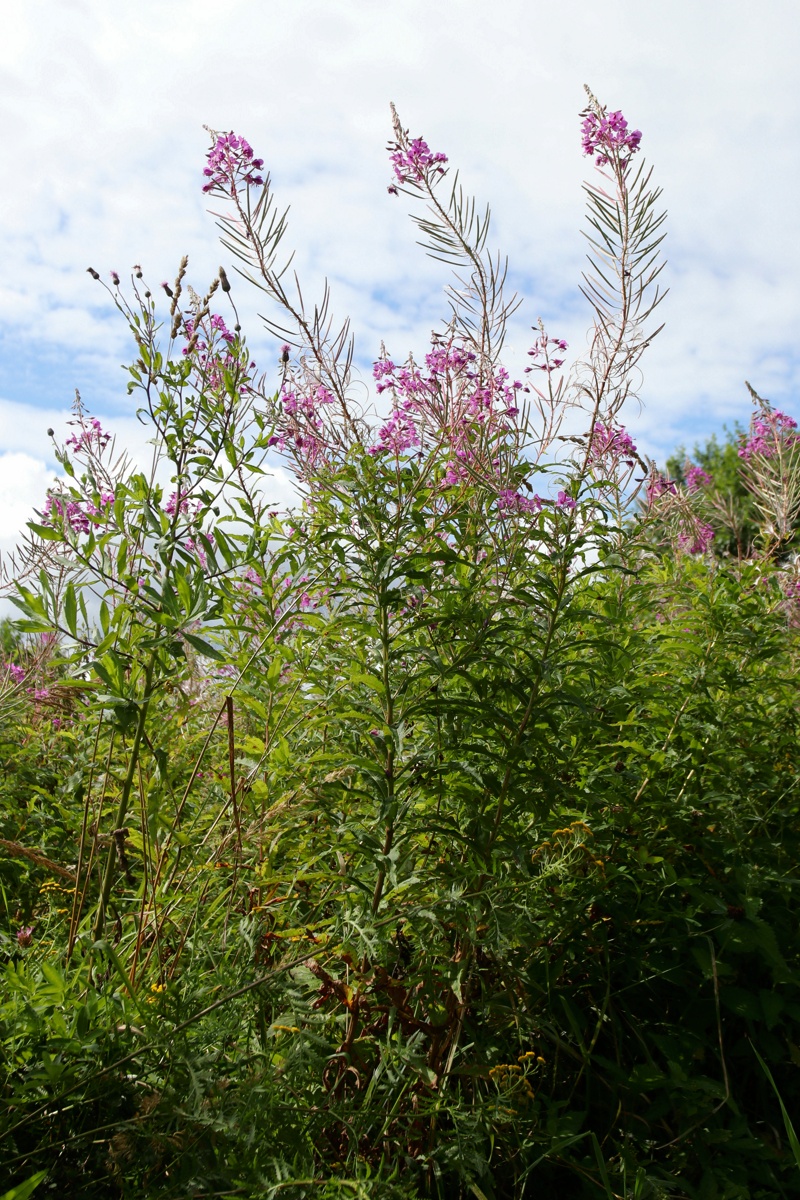 Image of Chamaenerion angustifolium specimen.