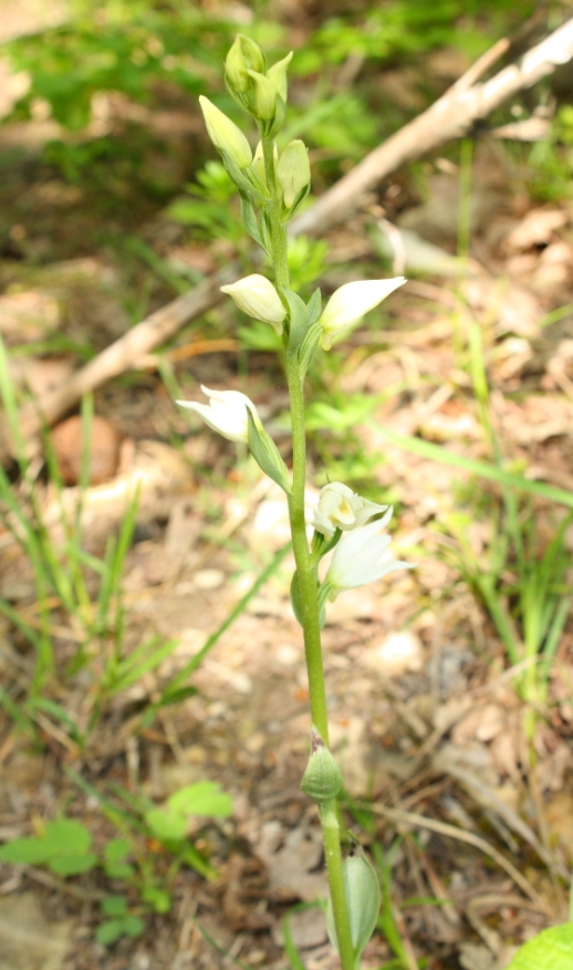 Изображение особи Cephalanthera epipactoides.