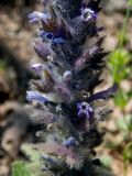 Ajuga orientalis