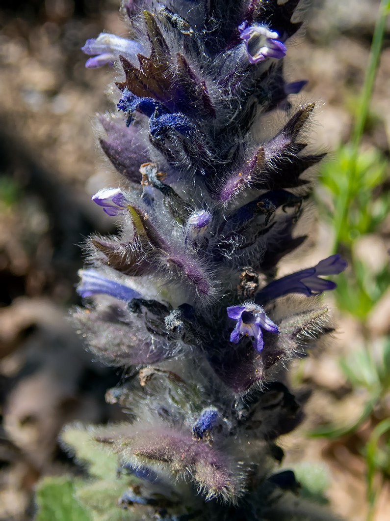 Image of Ajuga orientalis specimen.