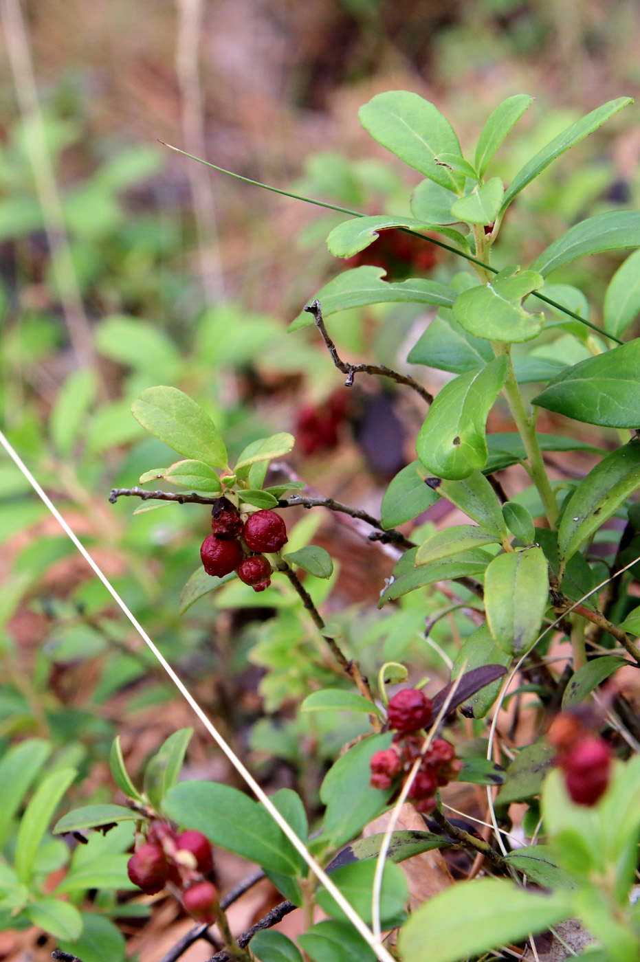 Изображение особи Vaccinium vitis-idaea.