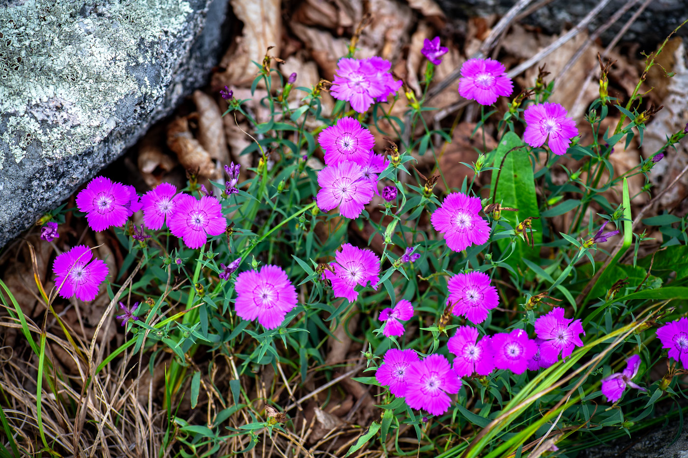 Изображение особи Dianthus chinensis.