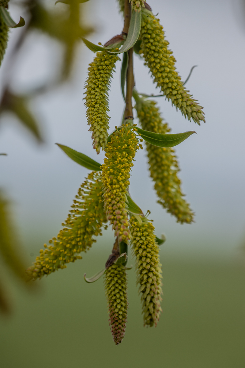 Image of genus Salix specimen.