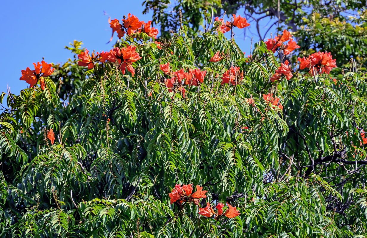 Изображение особи Spathodea campanulata.