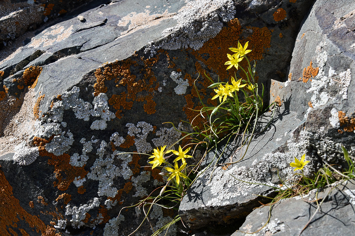 Image of Gagea bulbifera specimen.