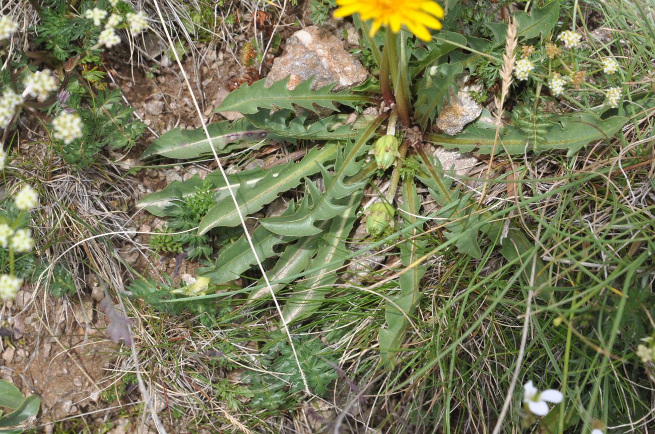 Изображение особи Taraxacum confusum.