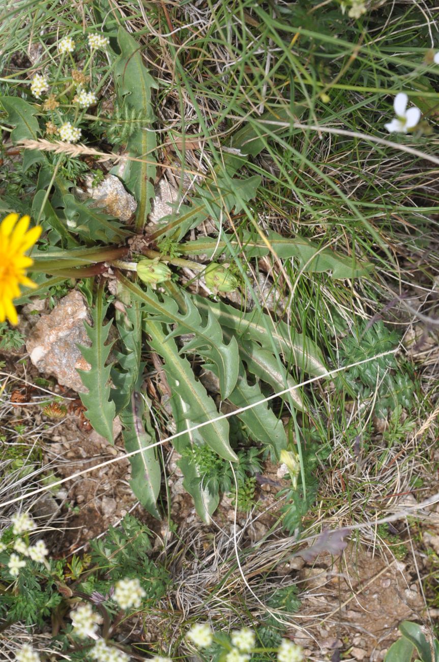 Изображение особи род Taraxacum.