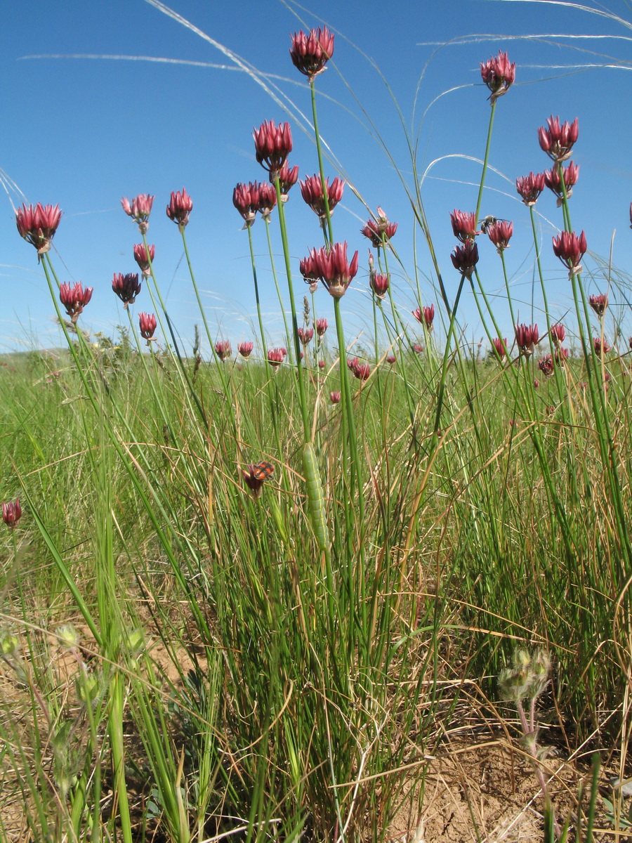 Image of Allium inconspicuum specimen.