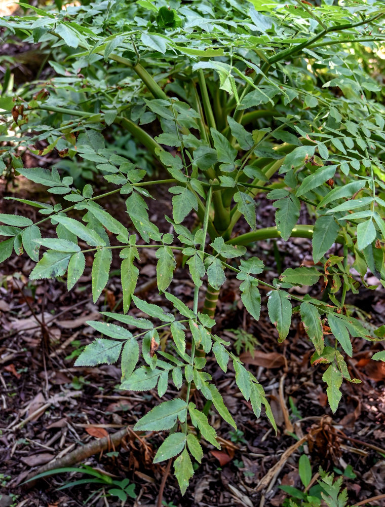 Изображение особи Daucus decipiens.