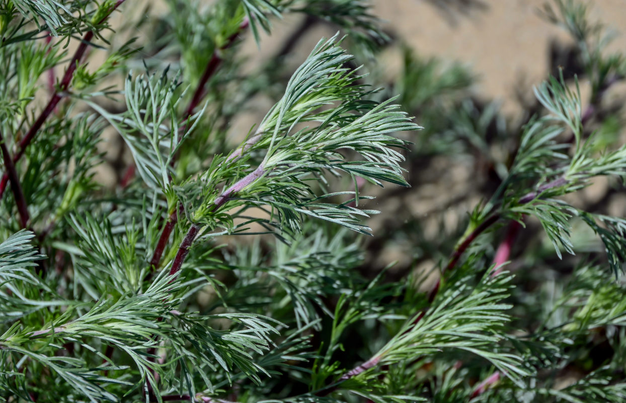 Изображение особи Artemisia campestris.