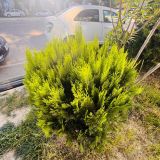 Cupressus macrocarpa