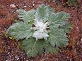 Salvia aethiopis