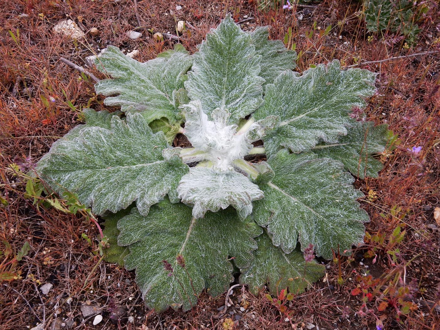 Image of Salvia aethiopis specimen.