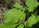 Syringa × chinensis. Части побегов. Казахстан, г. Караганда, проспект Нуркена Абдирова, центральная аллея, посадки кустов на газоне. 16.05.2026.