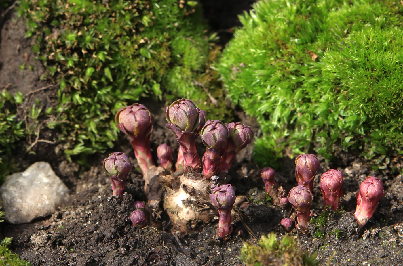 Image of Rhodiola rosea specimen.