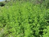 Tanacetum pseudachillea