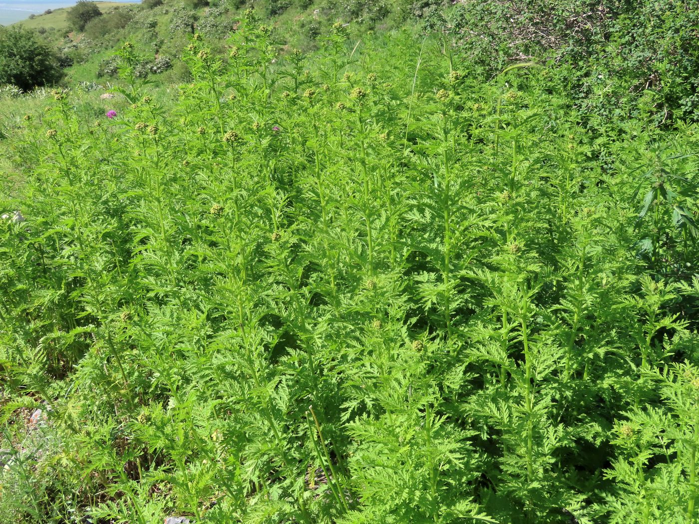 Изображение особи Tanacetum pseudachillea.