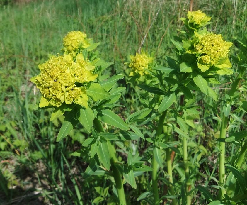 Изображение особи Euphorbia procera.