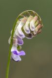 Vicia biennis. Раскрывающееся соцветие. Ростовская обл., Неклиновский р-н, окр. хут. Мержаново, песчано-каменистый берег. 31.05.2026.