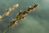 Carex diandra. Соплодие. Ленинградская обл., Ломоносовский р-н, окр. дер. Мал. Забородье, берег пруда в истоках р. Шингарка. 10.06.2026.