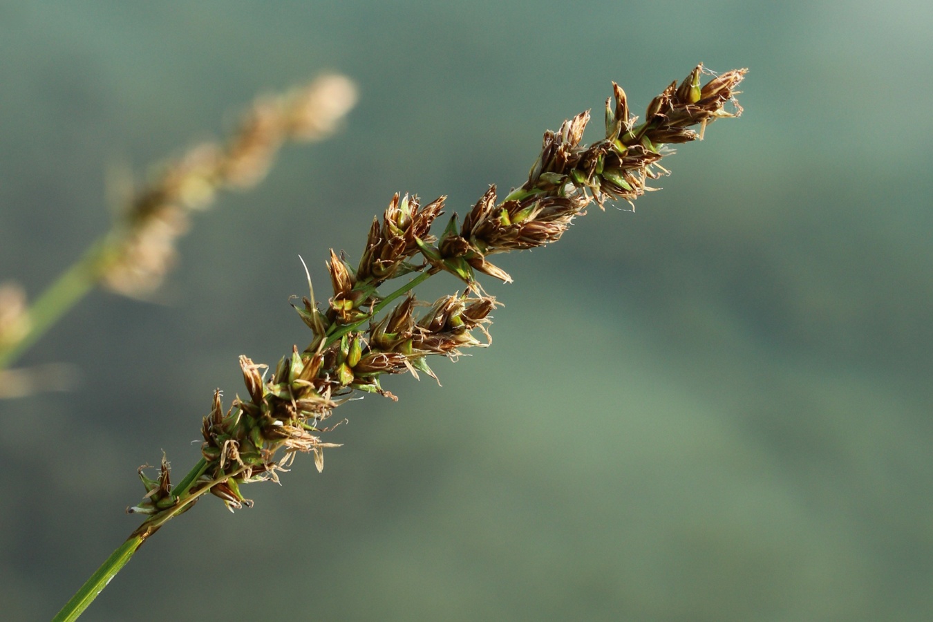 Image of Carex diandra specimen.