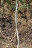 Allium caeruleum