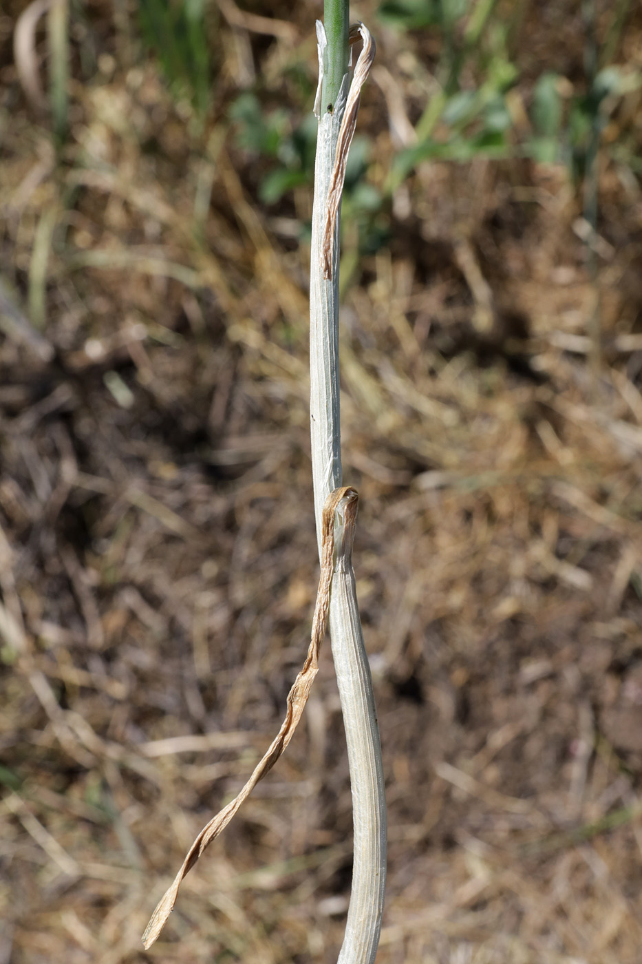 Image of Allium caeruleum specimen.