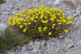 Potentilla gelida. Цветущее растение. Карачаево-Черкесия, Карачаевский р-н, окр. оз. Шобайдак-Кёль (Мухинское), ≈ 3000 м н.у.м., каменистая россыпь среди альпийского луга. 29.07.2026.