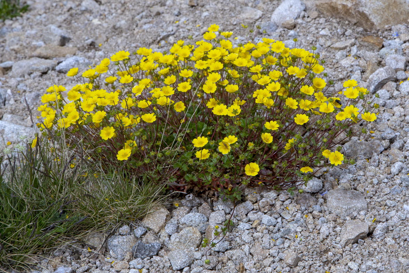 Изображение особи Potentilla gelida.