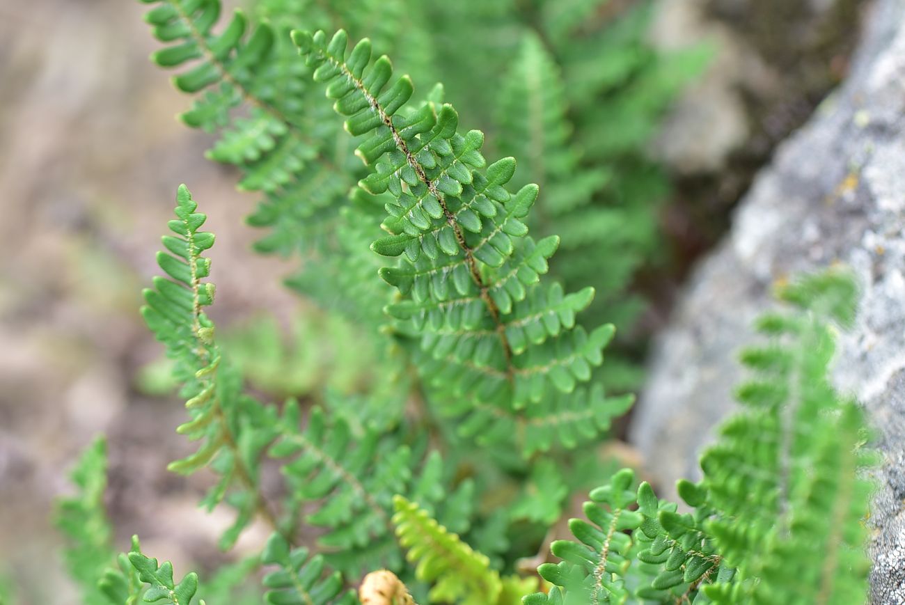 Изображение особи Paragymnopteris marantae.
