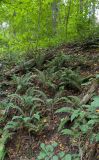 Polystichum braunii