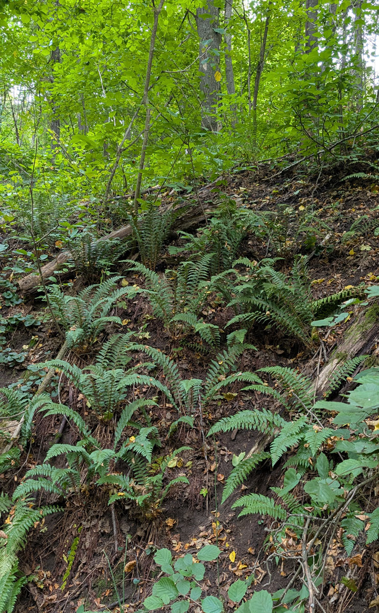 Image of Polystichum braunii specimen.