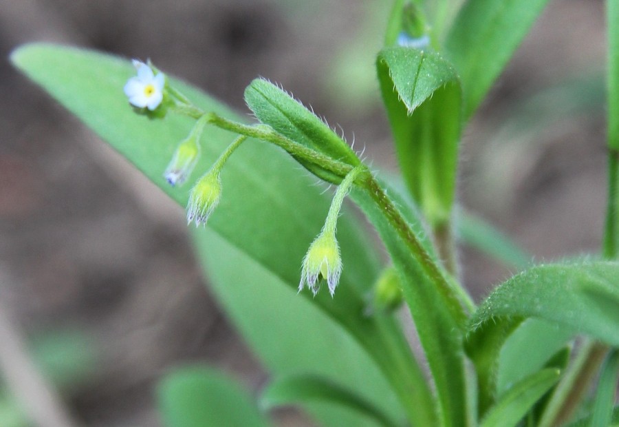 Image of Myosotis sparsiflora specimen.