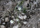Minuartia kryloviana. Цветущее растение. Кыргызстан, Нарынская обл., Ак-Талинский р-н, 16 км к юго-западу от с. Кош-Дёбё. 2350 м н.у.м., разнотравный луг на каменисто-глинистом склоне. 07.07.2026.