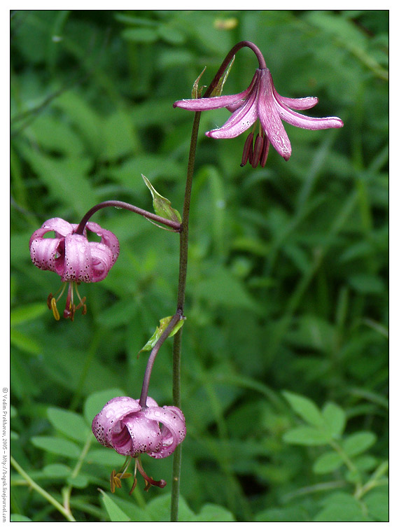 Изображение особи Lilium pilosiusculum.