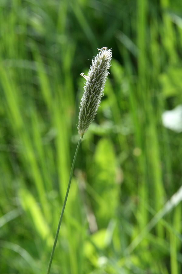 Image of Alopecurus pratensis specimen.