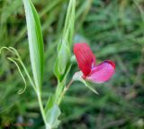 Lathyrus cicera