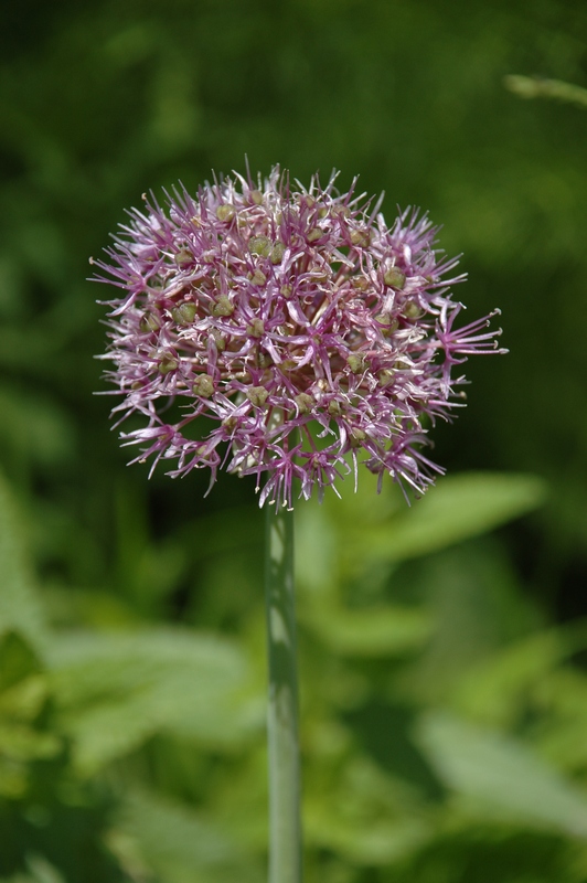 Image of Allium aflatunense specimen.