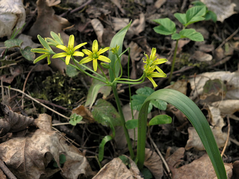 Image of Gagea lutea specimen.