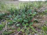 Salix reticulata