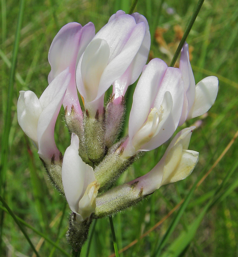 Изображение особи Astragalus zingeri var. violascens.